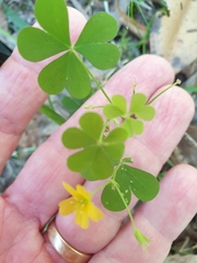 Oxalis exilis