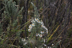 Diplostephium ericoides