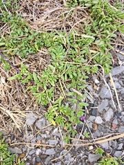 Calibrachoa parviflora