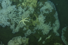 Henricia