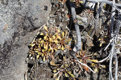 Wahlenbergia pygmaea