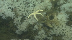 Henricia