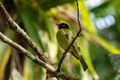 Carpornis melanocephala
