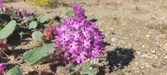 Abronia villosa villosa