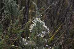 Diplostephium ericoides