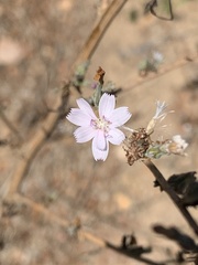 Stephanomeria diegensis