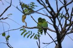 Brotogeris jugularis