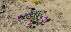 Abronia villosa villosa