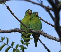 Brotogeris jugularis