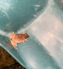 Eleutherodactylus antillensis