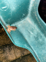 Eleutherodactylus antillensis