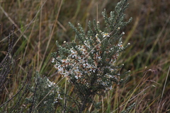 Diplostephium ericoides