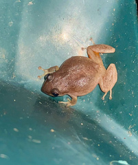 Eleutherodactylus antillensis