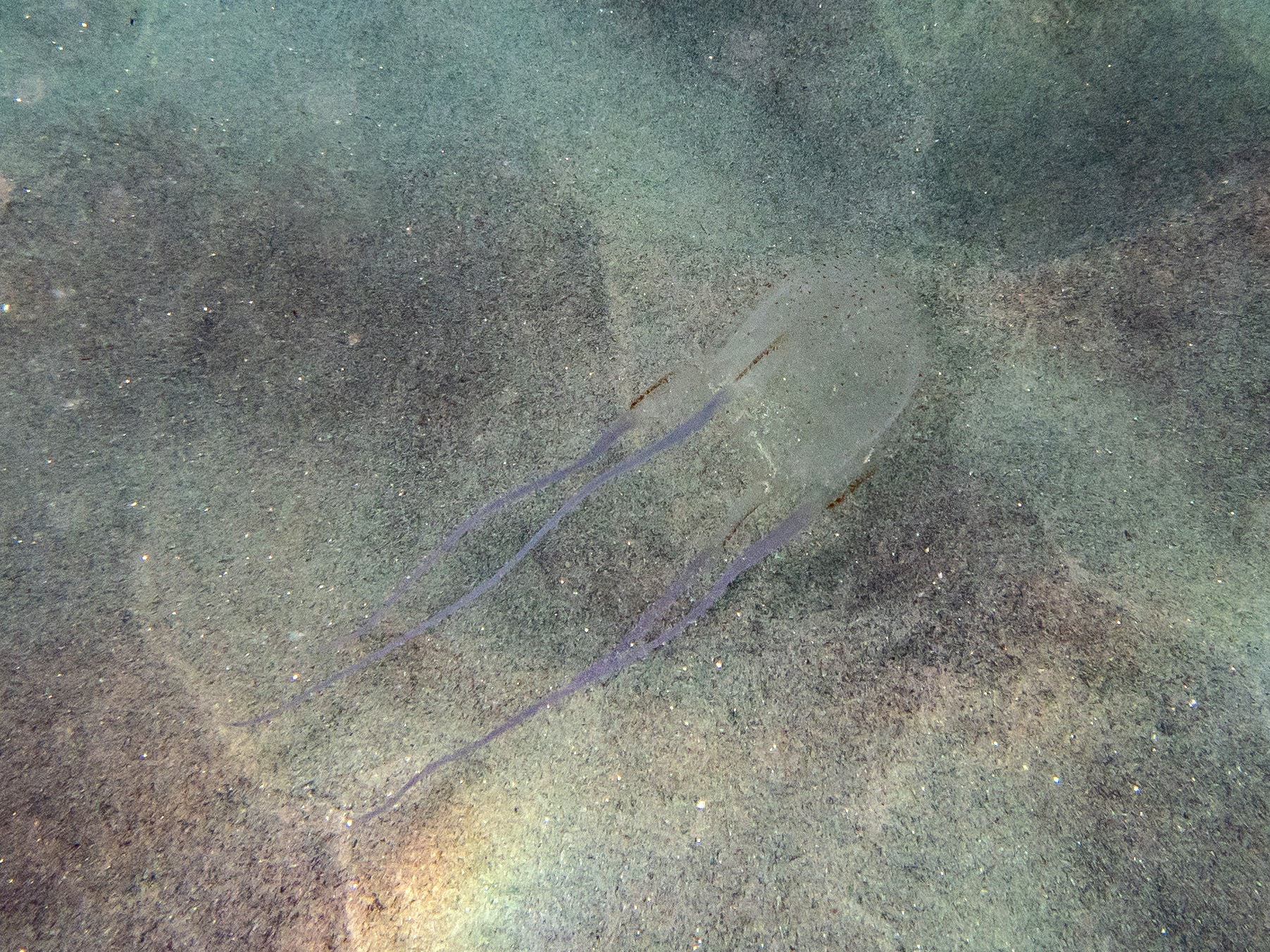 Carybdea confusa Straehler-Pohl, Matsumoto & Acevedo, 2017