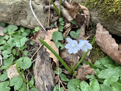 Puschkinia scilloides