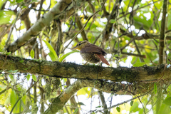 Cichlocolaptes leucophrus
