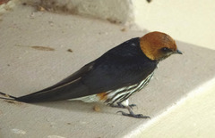 Cecropis abyssinica