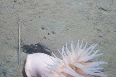 Actinostola callosa