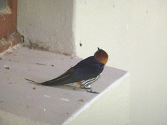 Cecropis abyssinica