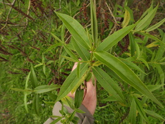 Veronica stricta stricta