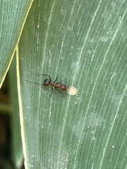 Camponotus nicobarensis