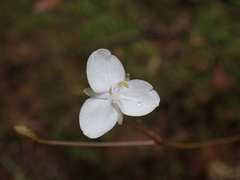 Libertia