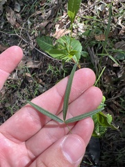 Glycine tabacina