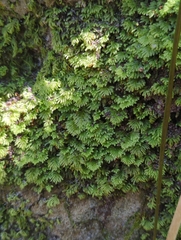 Hypnodendron