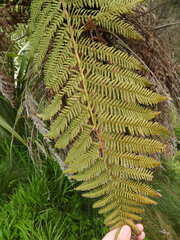 Dicksonia fibrosa