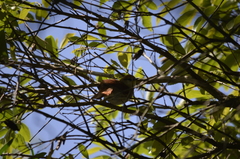 Certhiaxis cinnamomeus