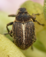 Ceutorhynchus cakilis