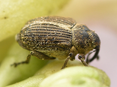 Ceutorhynchus cakilis