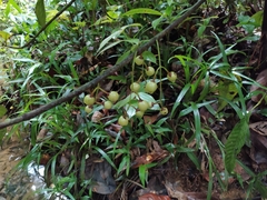 Chrysochlamys membranacea