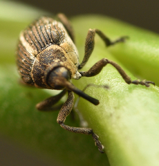 Ceutorhynchus cakilis