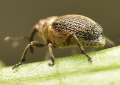 Ceutorhynchus cakilis