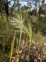 Austrostipa mollis