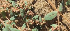 Euphorbia abramsiana