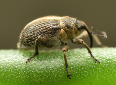 Ceutorhynchus cakilis