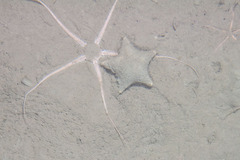 Ctenodiscus crispatus