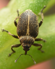 Ceutorhynchus cakilis