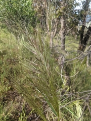 Austrostipa mollis