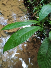 Chrysochlamys membranacea