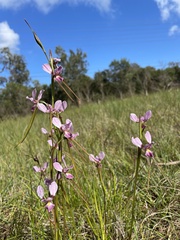 Diuris punctata