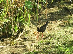 Pardirallus nigricans