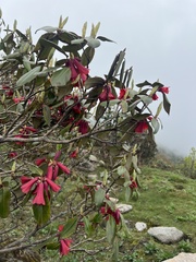 Rhododendron cinnabarinum