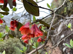 Rhododendron cinnabarinum