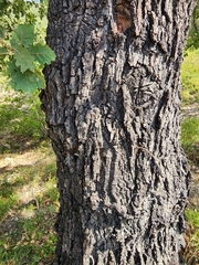 Quercus petraea
