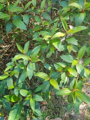 Melastoma