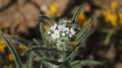 Johnstonella angustifolia