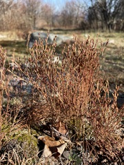 Hypericum gentianoides